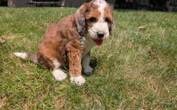 Mini Bernedoodle dogs for sale: Shiloh - Image 12
