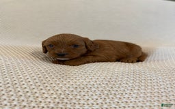 Cavapoo dogs for sale: Moose - Image 14