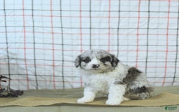 Mini Aussiedoodle dogs for sale: Atlas - Image 13