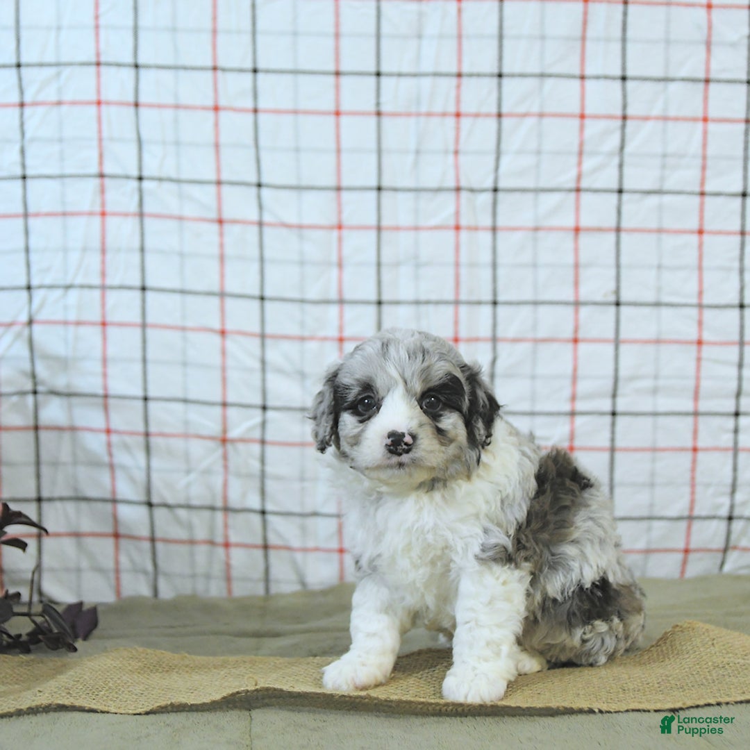 Mini Aussiedoodle dogs for sale: Atlas - Image 13