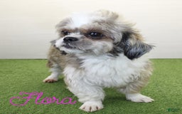 Malshi dogs for sale: Fawn - Image 11