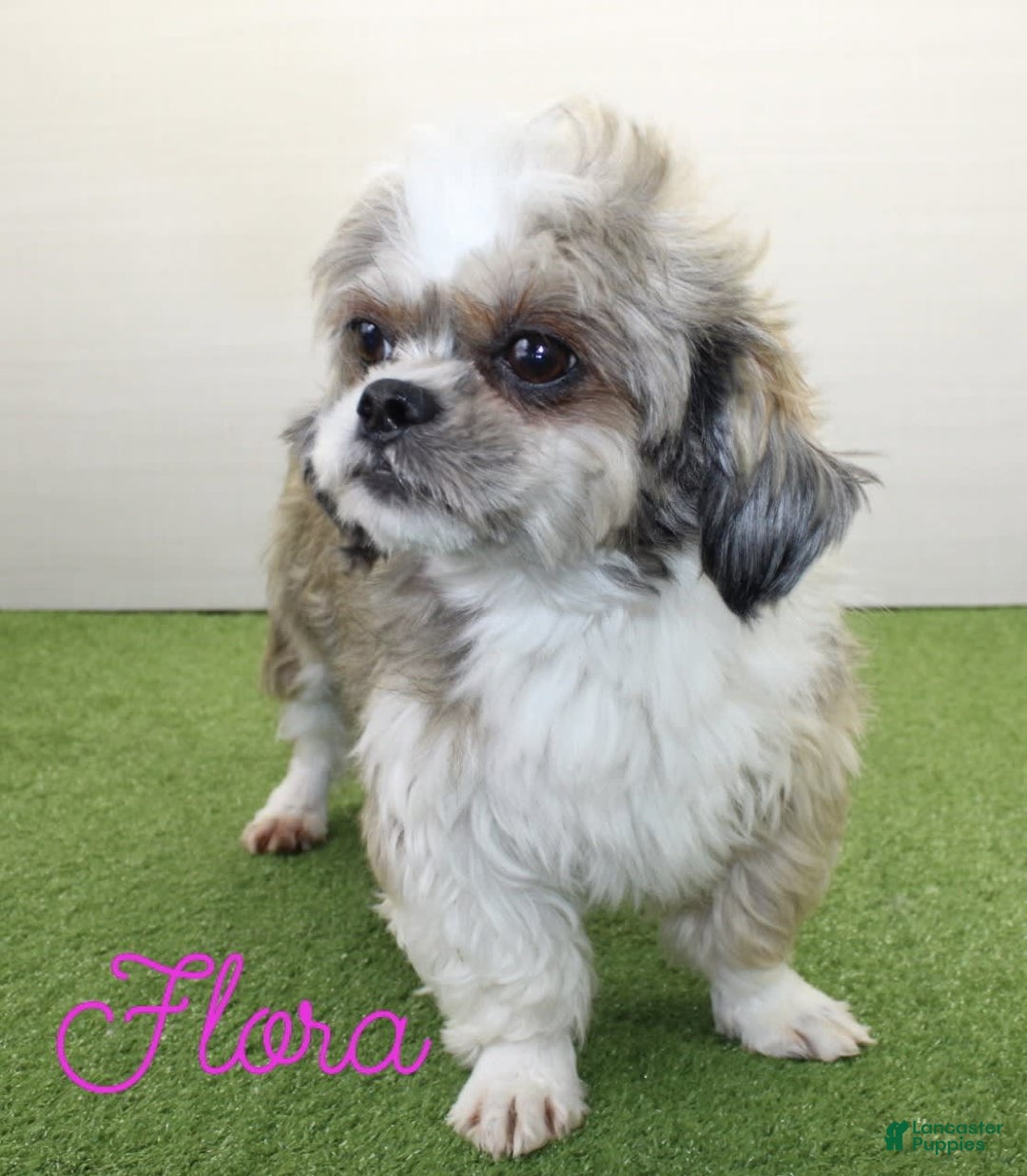 Malshi dogs for sale: Fawn - Image 11