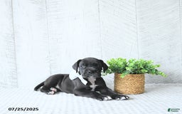 Great Dane dogs for sale: Apollo - Image 3