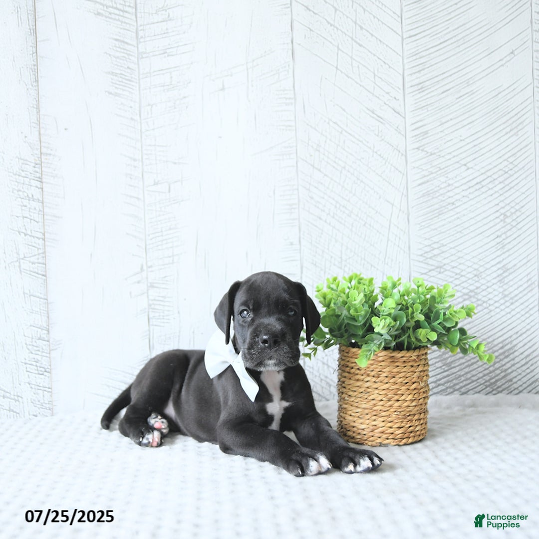 Great Dane dogs for sale: Apollo - Image 3