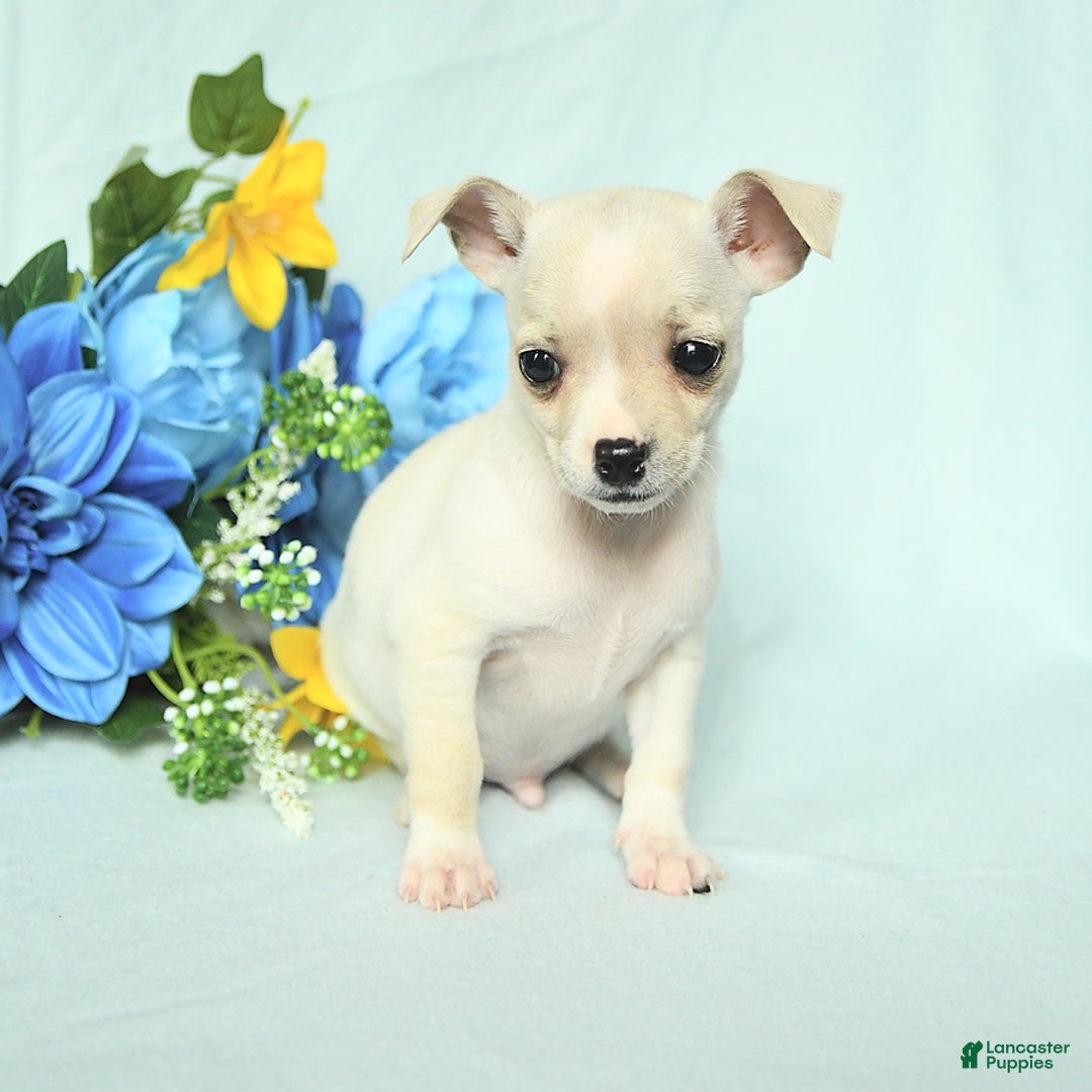 Chihuahua dogs for sale: Mark - Image 3