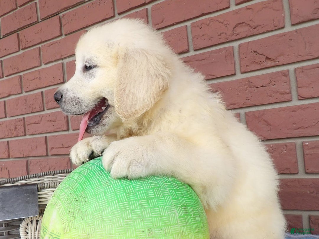 Golden Retriever dogs for sale: Ricky - Image 3