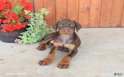 Doberman Pinscher dogs for sale: Dante - Image 4