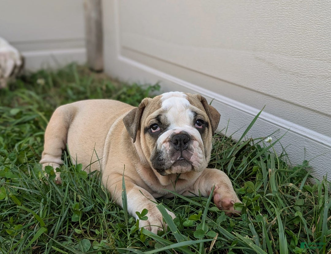 Olde English Bulldogge dogs for sale: Gillian - Image 15