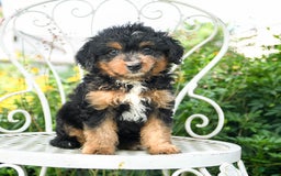 Mini Aussiedoodle dogs for sale: Molly - Image 2