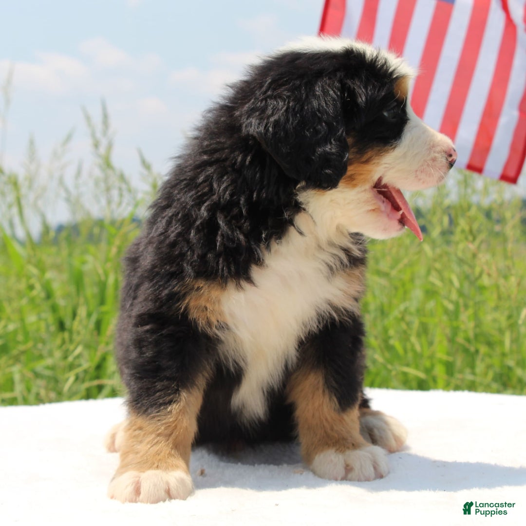Bernese Mountain Dog dogs for sale: Wilder - Listing for pets: Waska, Wenka, Wenna, Whiskey, Wilder, Willa, Winnie, Winston - Image 5