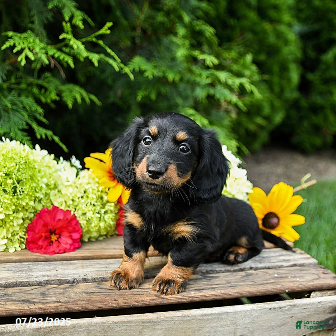 Miniature Dachshund dogs for sale: Ella - Image 3