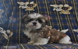 Shih Tzu dogs for sale: Bill - Image 7
