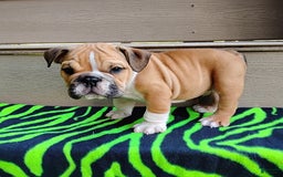 English Bulldog dogs for sale: Reagan - Image 4