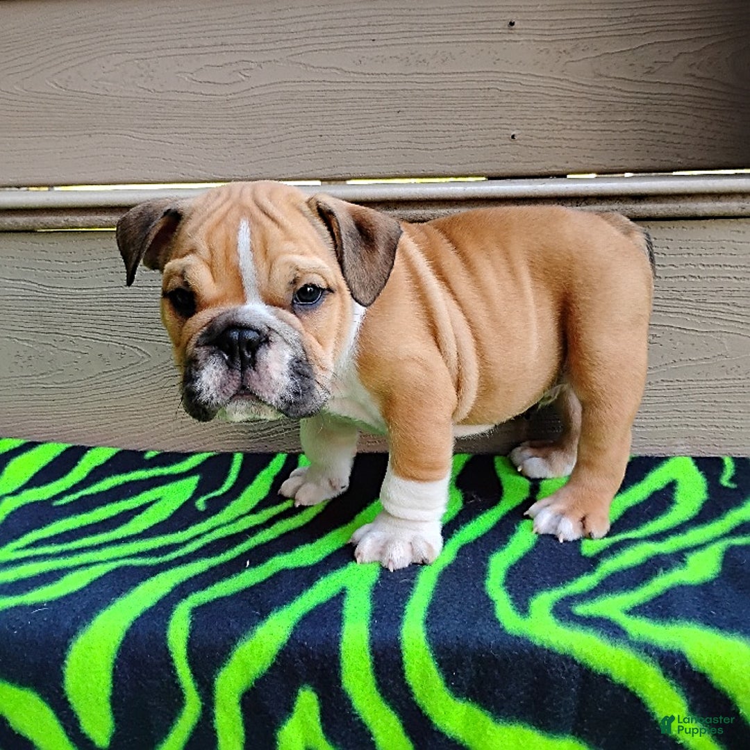 English Bulldog dogs for sale: Reagan - Image 4