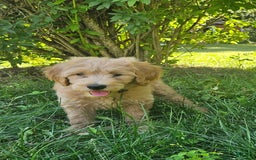 Goldendoodle dogs for sale: Honey - Image 1