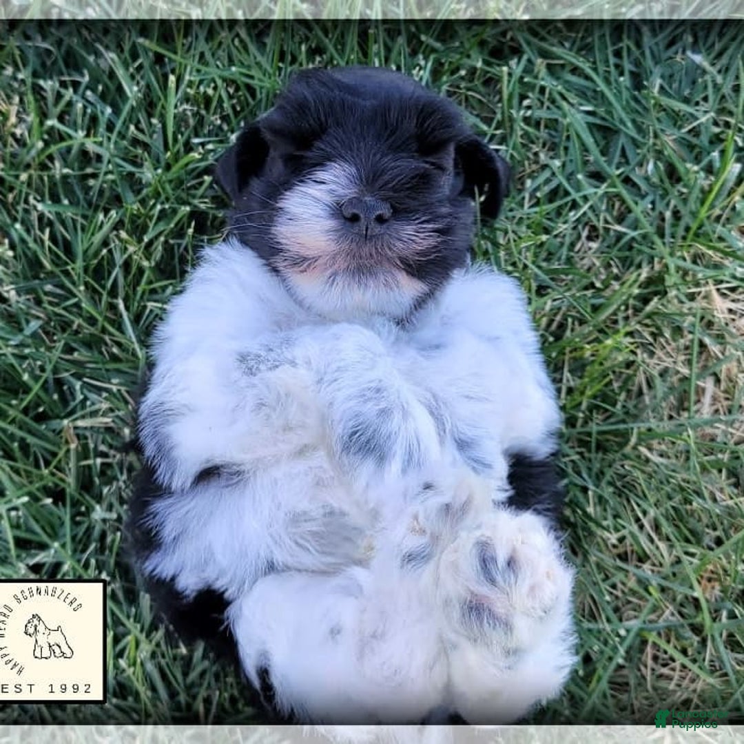Miniature Schnauzer dogs for sale: Ash - Image 7