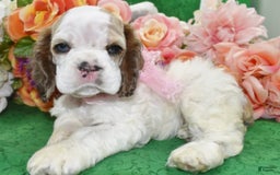 Cocker Spaniel dogs for sale: Akcabbysablepartimerleblueeyescockerpuppy - Image 6