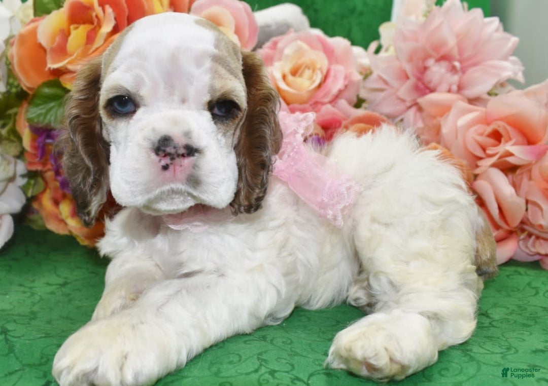 Cocker Spaniel dogs for sale: Akcabbysablepartimerleblueeyescockerpuppy - Image 6