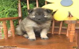 Keeshond dogs for sale: Tempest - Image 3