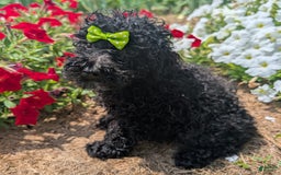 Toy Poodle dogs for sale: Toy Poodle 4 puppies - Image 16