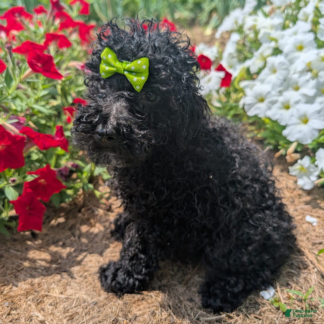Toy Poodle dogs for sale: Toy Poodle 4 puppies - Image 16