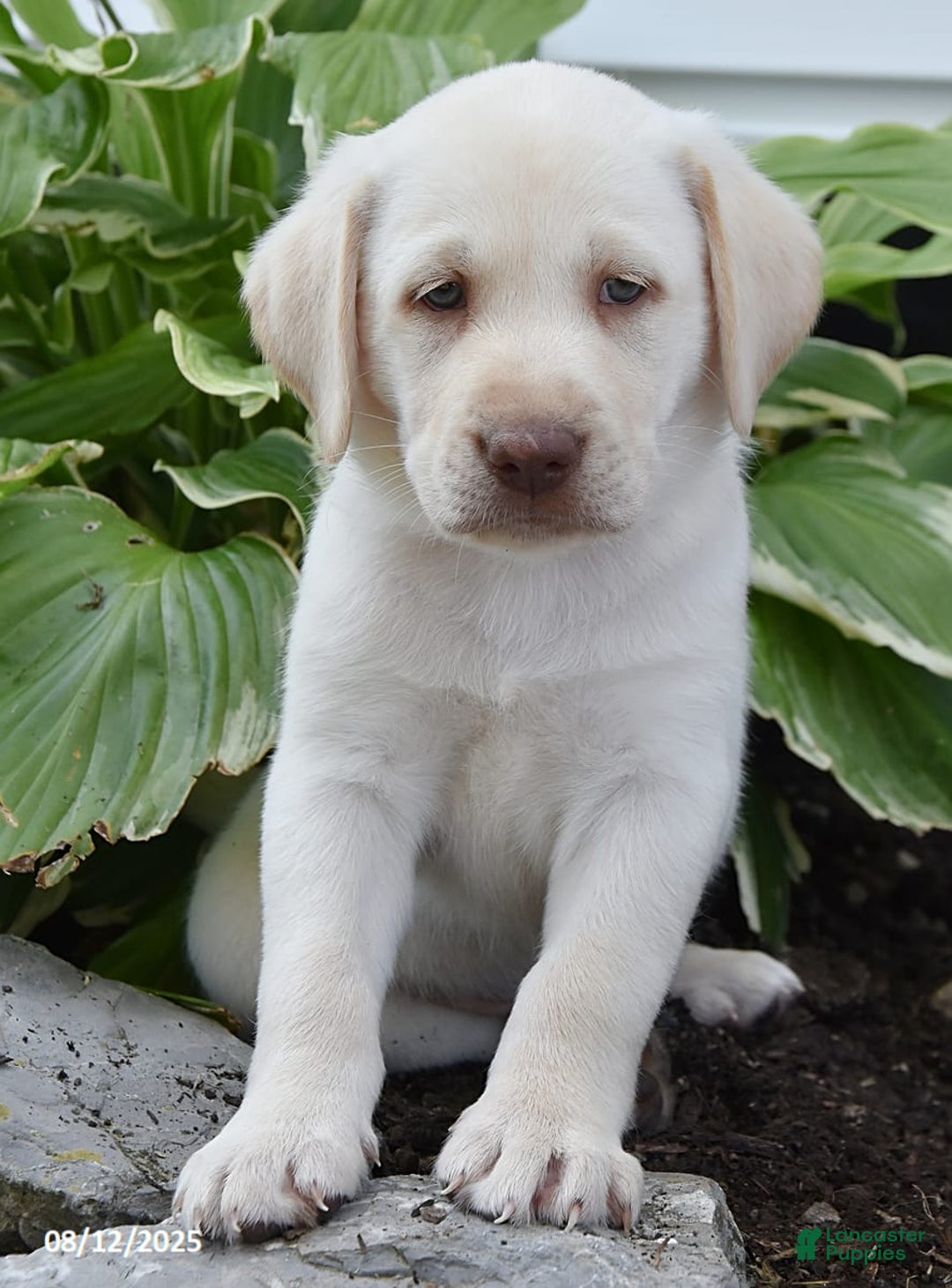 Labrador Retriever dogs for sale: Cody - Image 5