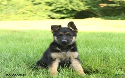 German Shepherd dogs for sale: Heidi - Image 1