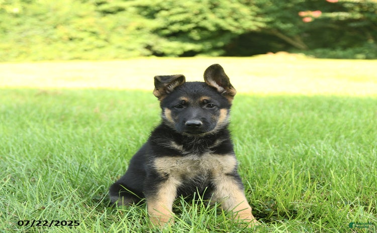 German Shepherd dogs for sale - Ad 2