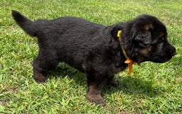 German Shepherd dogs for sale: Boy - Image 16
