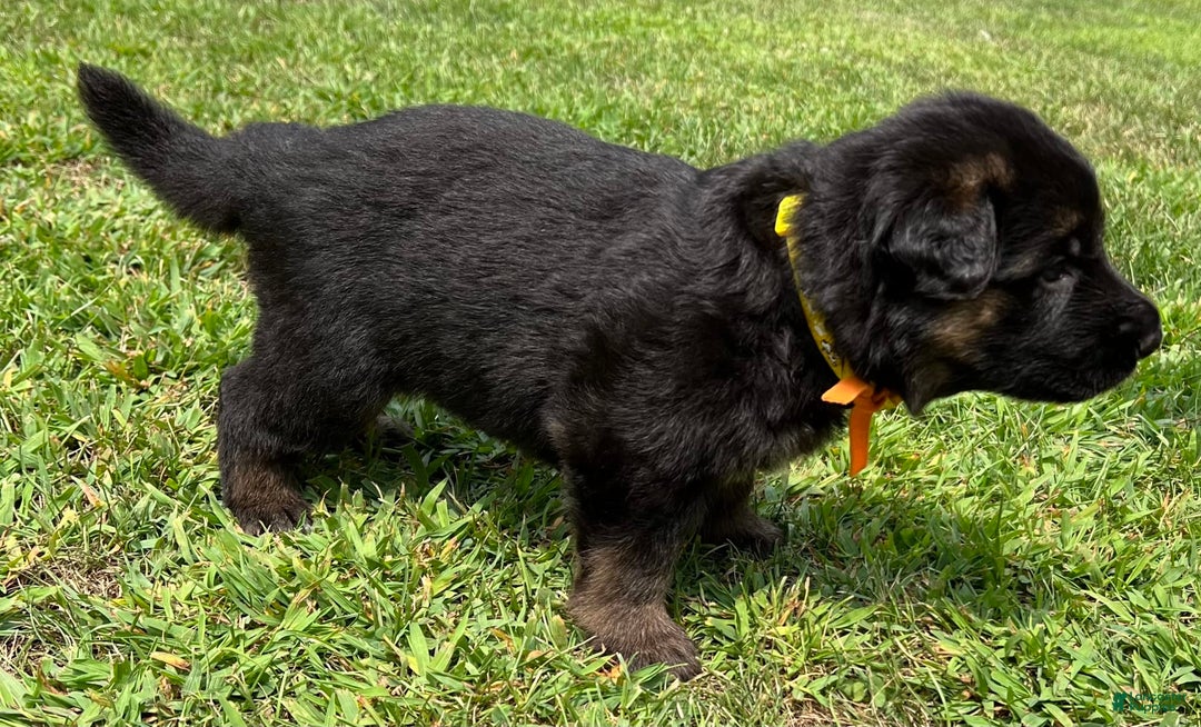 German Shepherd dogs for sale: Boy - Image 16