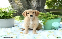 Cavapoo dogs for sale: Sidney - Image 1