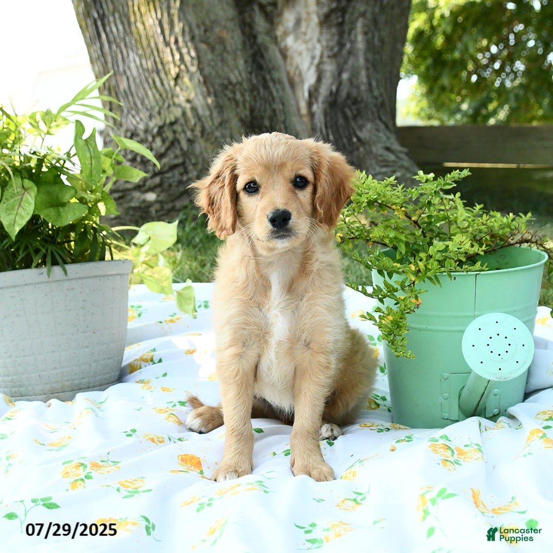 Cavapoo dogs for sale: Sidney - Image 1