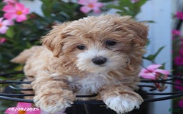 Maltipoo dogs for sale: Tina - Image 1