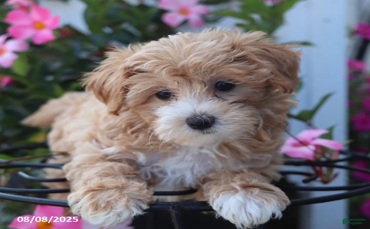Maltipoo dogs for sale - Ad 1