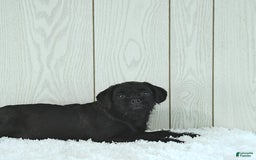 Miniature Poodle dogs for sale: Sarge - Image 6
