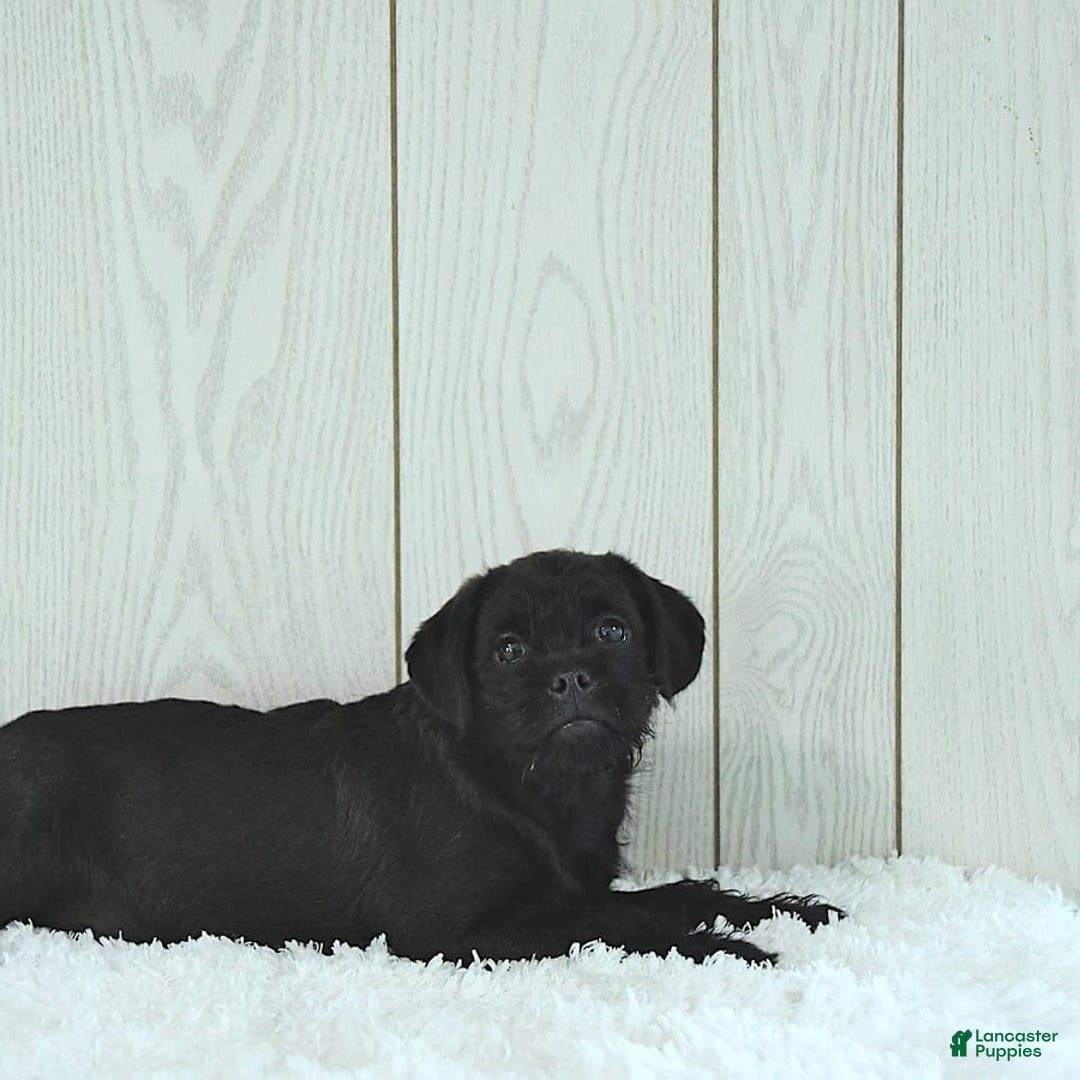 Miniature Poodle dogs for sale: Sarge - Image 6