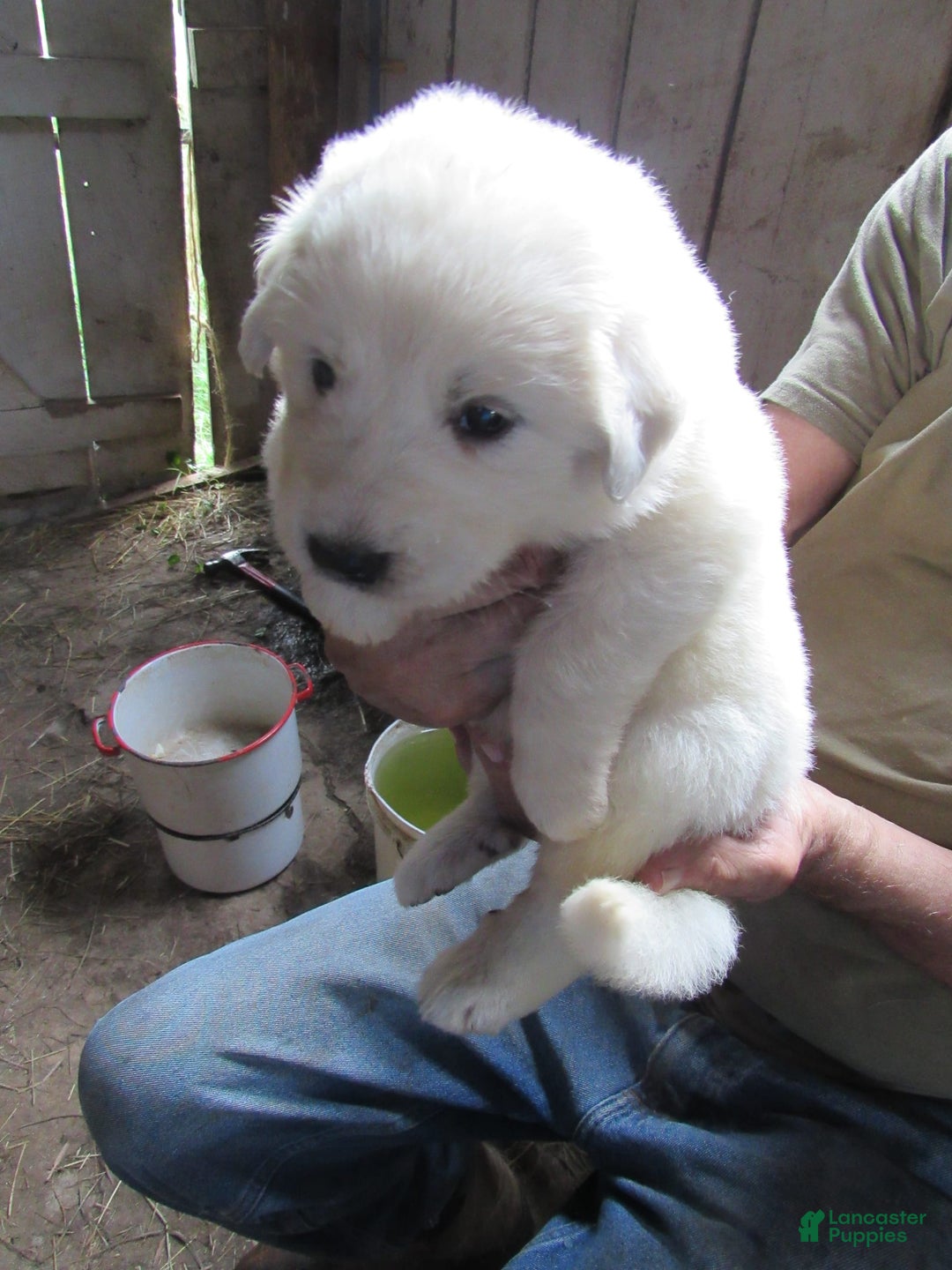 Great Pyrenees dogs for sale: Blue - Image 1