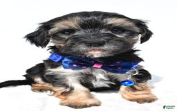 Morkie dogs for sale: Hans - Image 3