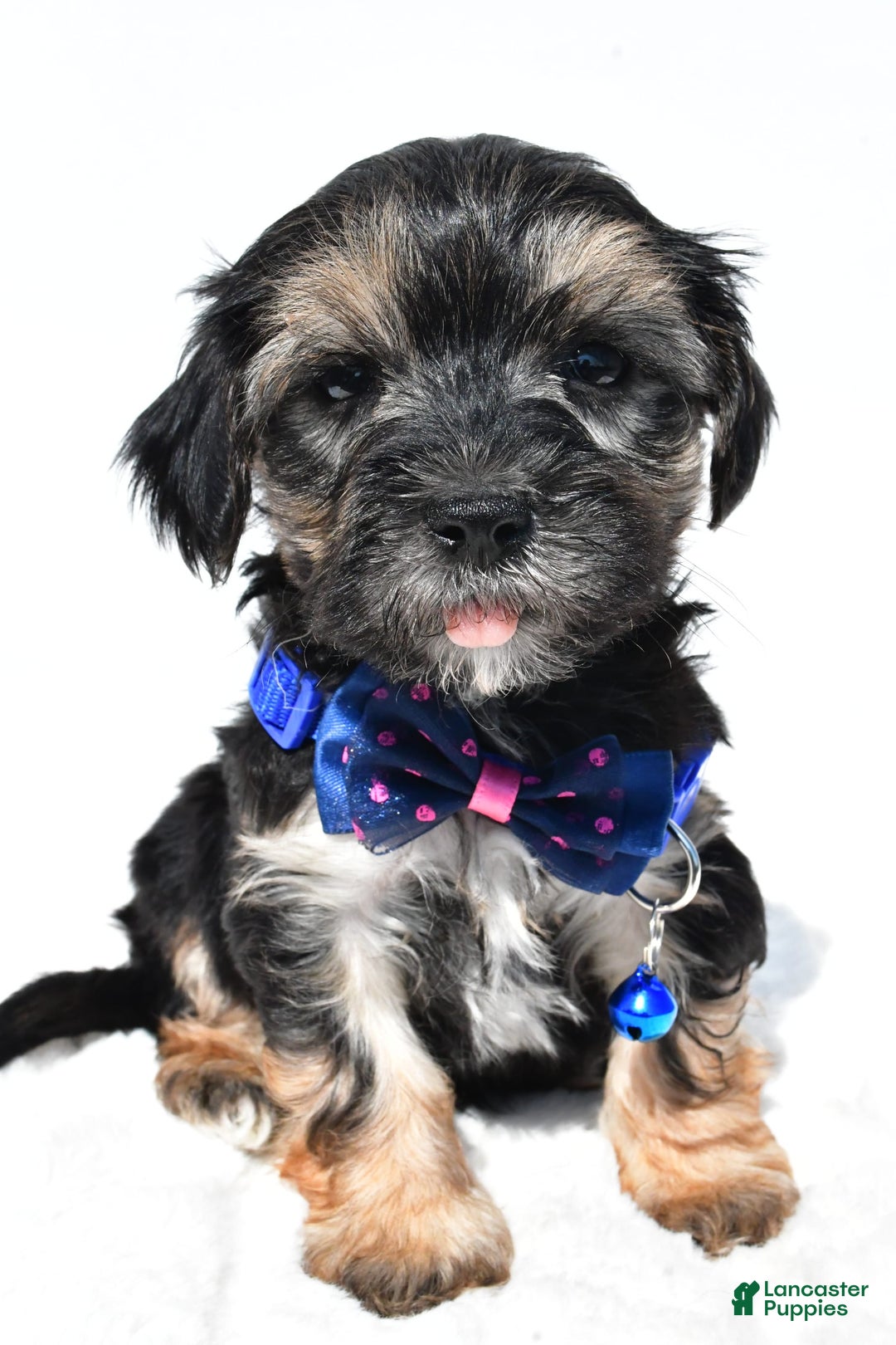 Morkie dogs for sale: Hans - Image 3
