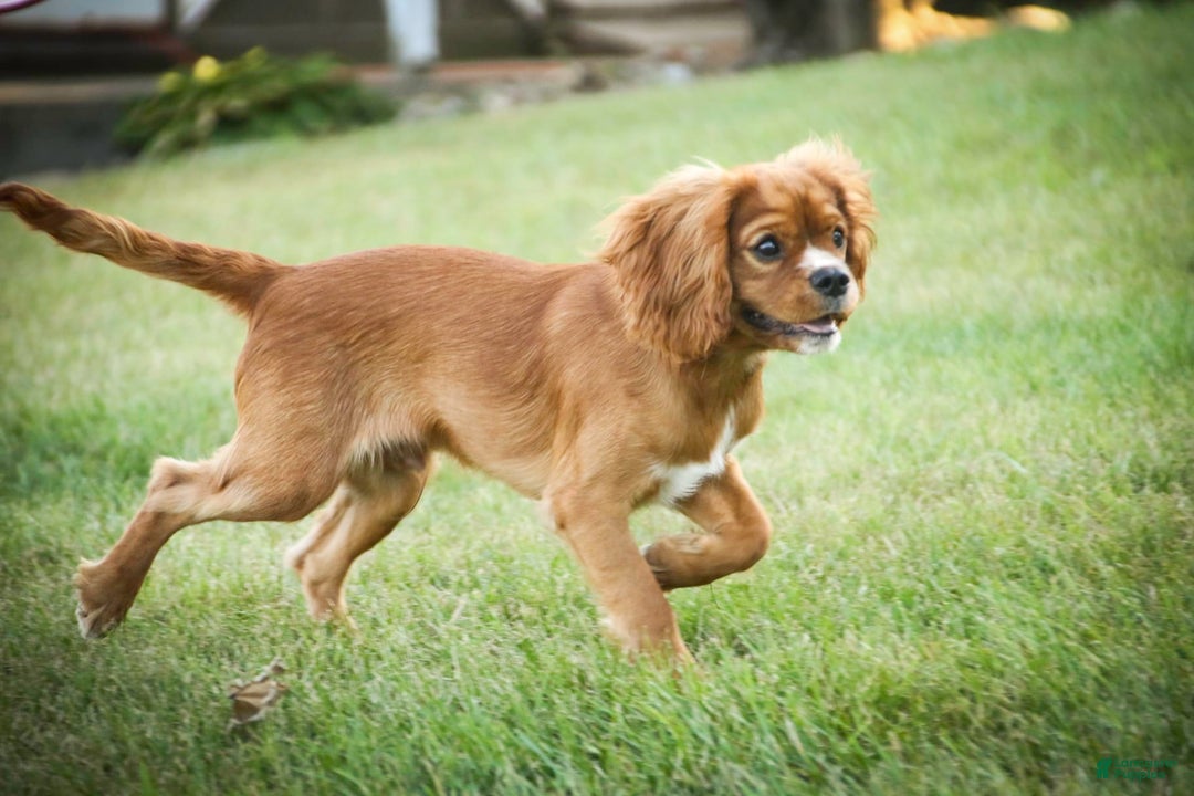 Cavalier King Charles Spaniel dogs for sale: Clifford - Image 40