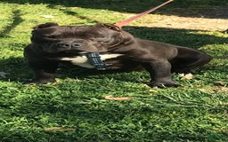 American Bully dogs for sale: Smalls - Image 2
