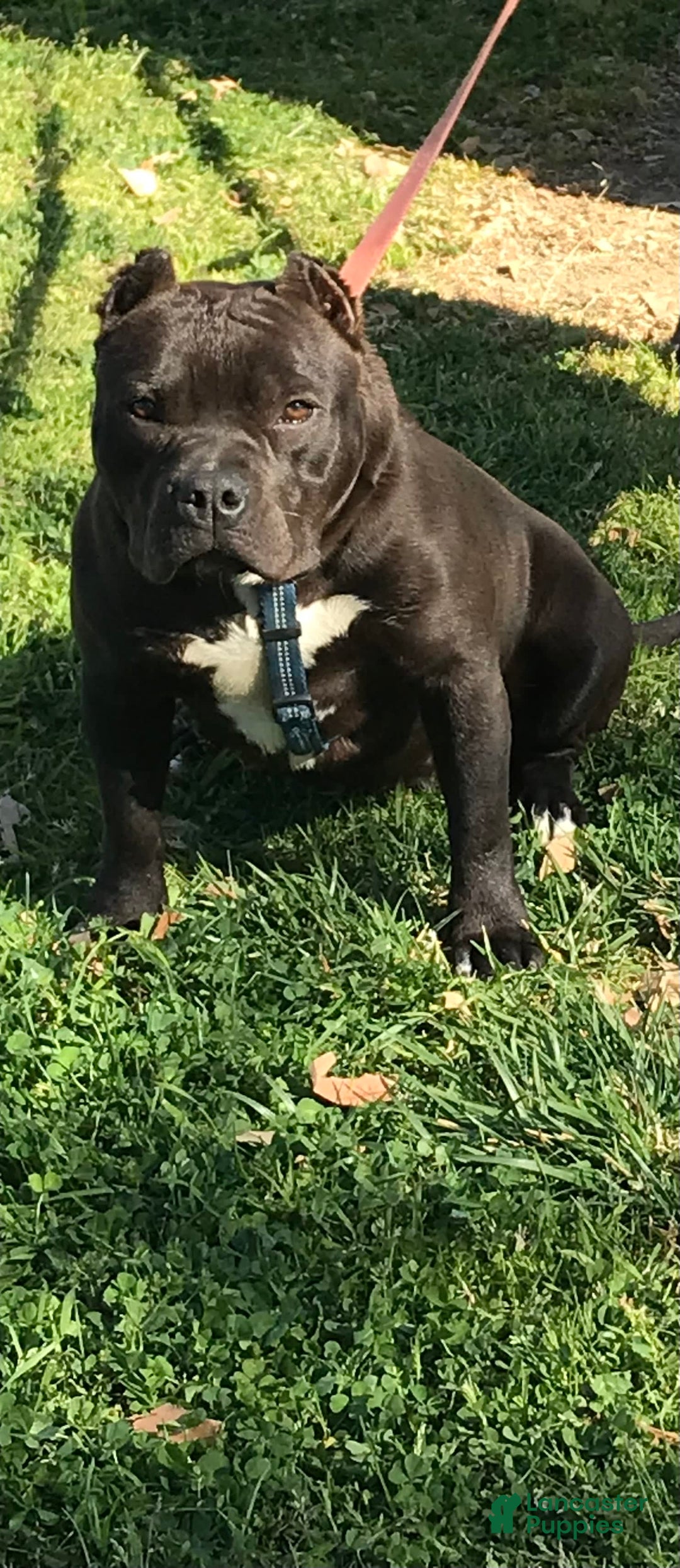 American Bully dogs for sale: Smalls - Image 2