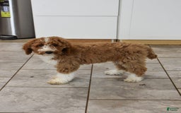Goldendoodle dogs for sale: Stella - Image 3