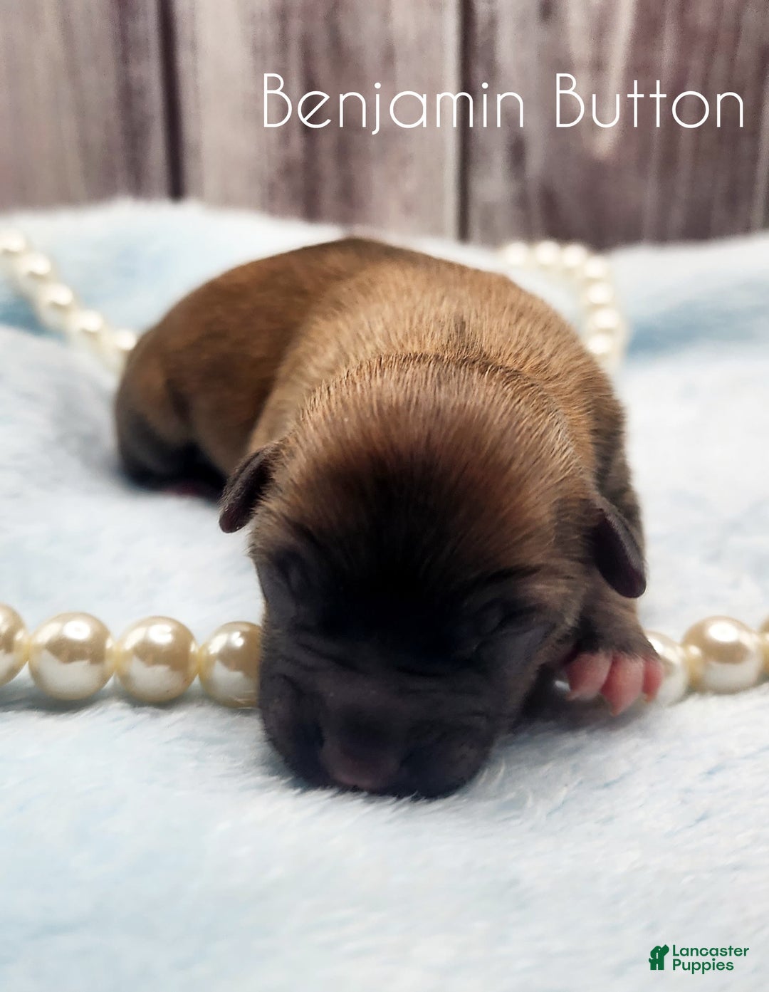 Chinese Crested dogs for sale: Benjamin Button - Image 1