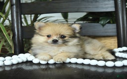 Pomeranian dogs for sale: Ivy - Image 2