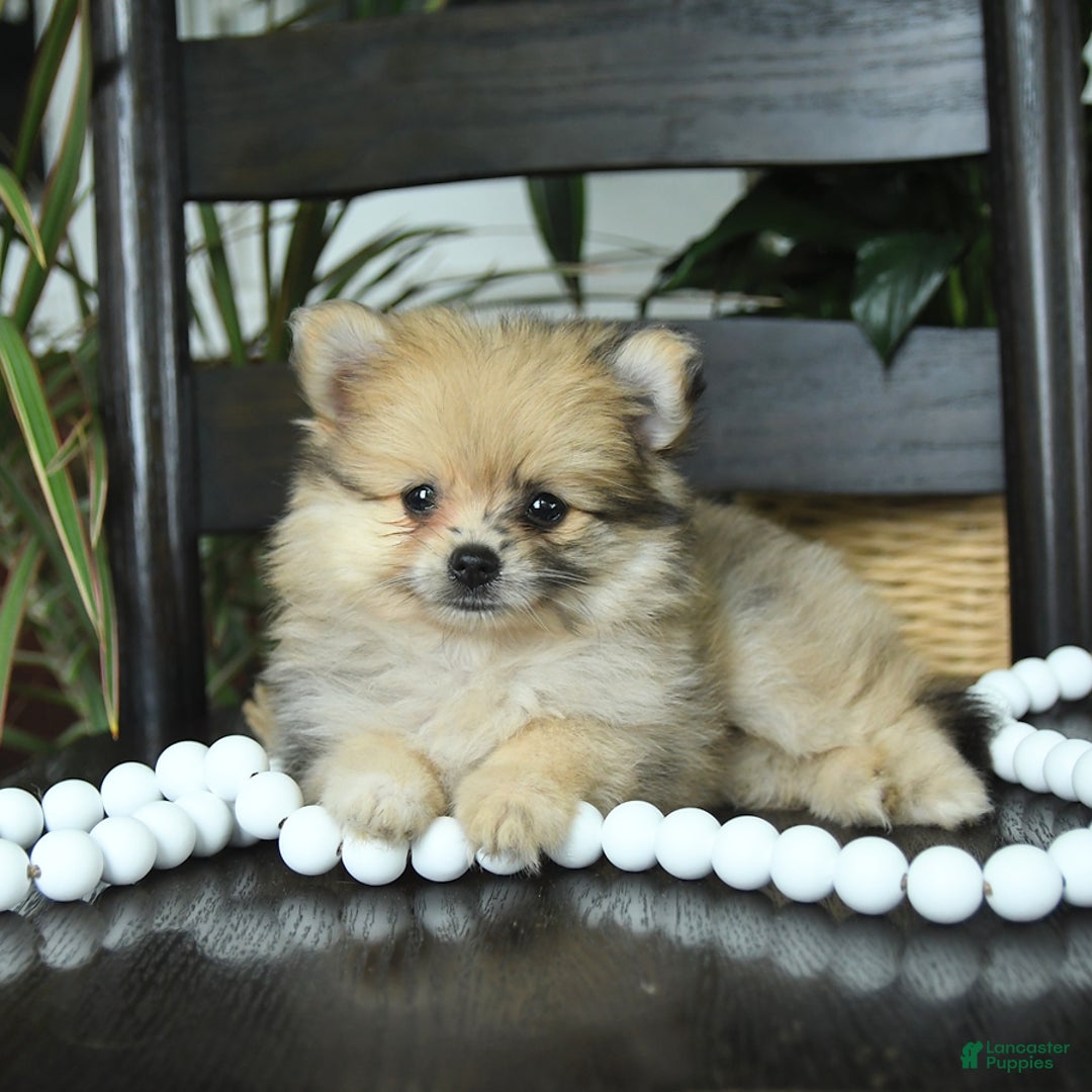 Pomeranian dogs for sale: Ivy - Image 2