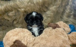 Shih Tzu dogs for sale: Tiny Jetta - Image 3