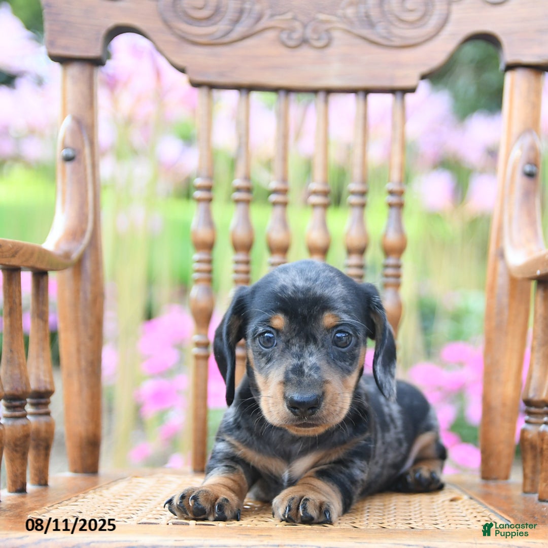 Miniature Dachshund dogs for sale: Brandon - Image 5