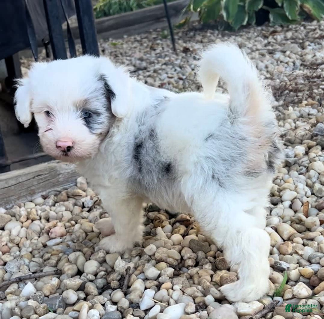 Mini Aussiedoodle dogs for sale: Bean - Image 5