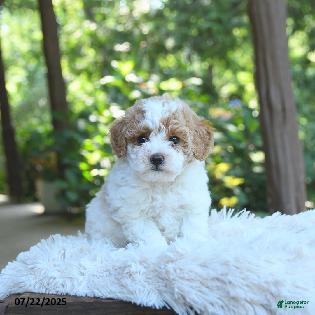 Miniature Poodle dogs for sale: Luna - Image 5